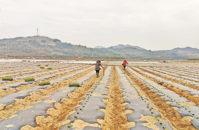 建瓯市农民在可降解地膜覆盖的农田里移栽鲜食玉米苗。（受访单位供图）