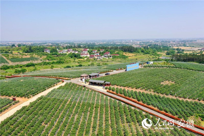 俯瞰怀宁县三桥镇蓝莓种植基地。人民网记者 陈若天摄