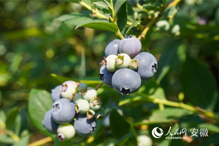 怀宁蓝莓。人民网记者 陈若天摄