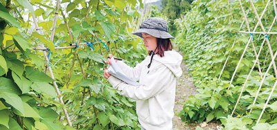 李经纬在调查种质资源的农艺性状。   裴 芸摄