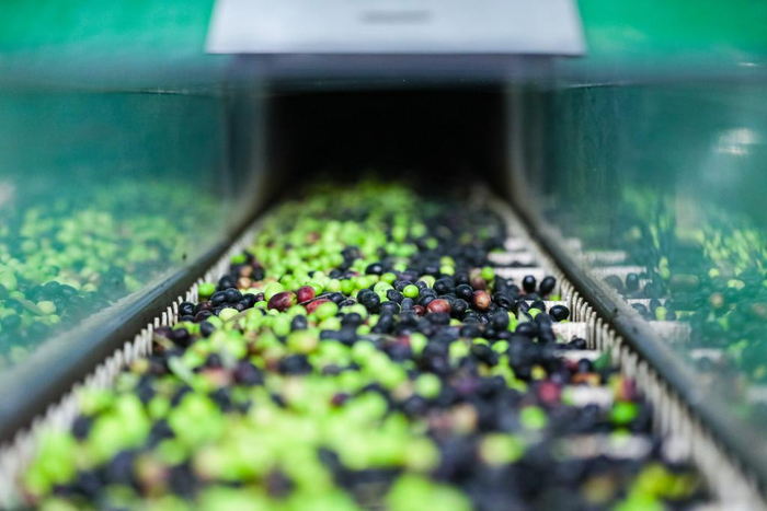 这是在甘肃省陇南市武都区一家油橄榄加工企业生产线上拍摄的油橄榄鲜果。新华社记者 郎兵兵 摄