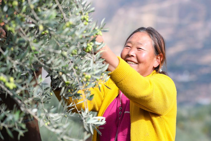 在甘肃省陇南市武都区一处油橄榄种植基地，农户采摘油橄榄鲜果。新华社记者 郎兵兵 摄