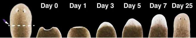 涡虫头部再生过程活体图像。图片由受访者提供。