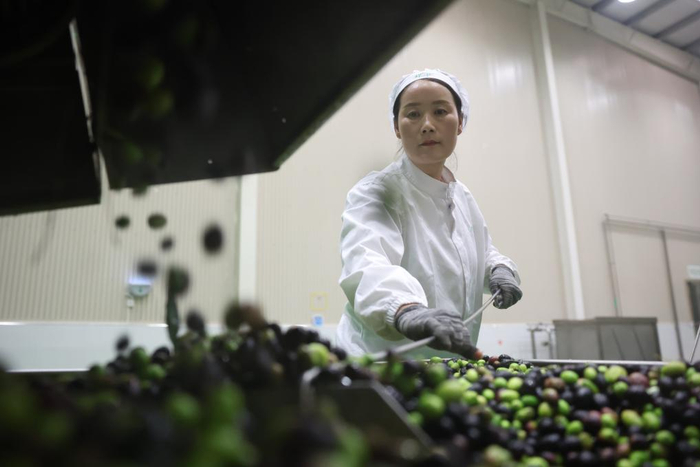 在甘肃省陇南市武都区一家油橄榄加工企业，工作人员在生产线上作业。新华社记者 陈斌 摄
