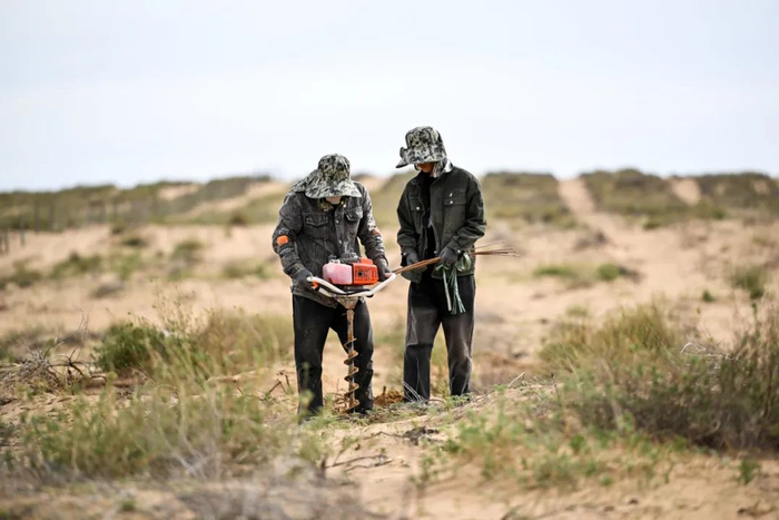 ▲4月28日，在内蒙古杭锦旗境内的库布其沙漠，治沙工人在栽种沙柳。新华社记者 李志鹏摄