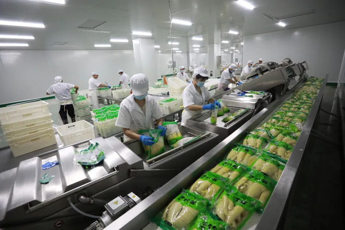 ▲ 江西省抚州市乐安县前坪工业园区江西登仙桥食品厂工人们正在加紧生产出口欧洲的小竹笋。黄煜摄 