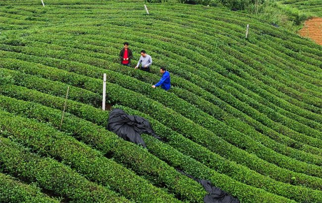 在贵州省江口县怒溪镇骆象村，韦勇（中）在茶园里给茶农讲解种植要点（5月15日摄，无人机照片）。
