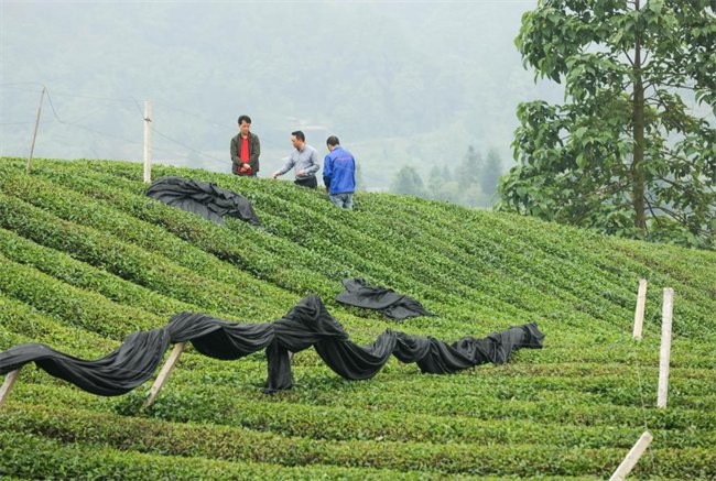 在贵州省江口县怒溪镇骆象村，韦勇（中）在茶园里给茶农讲解种植要点（5月15日摄）。