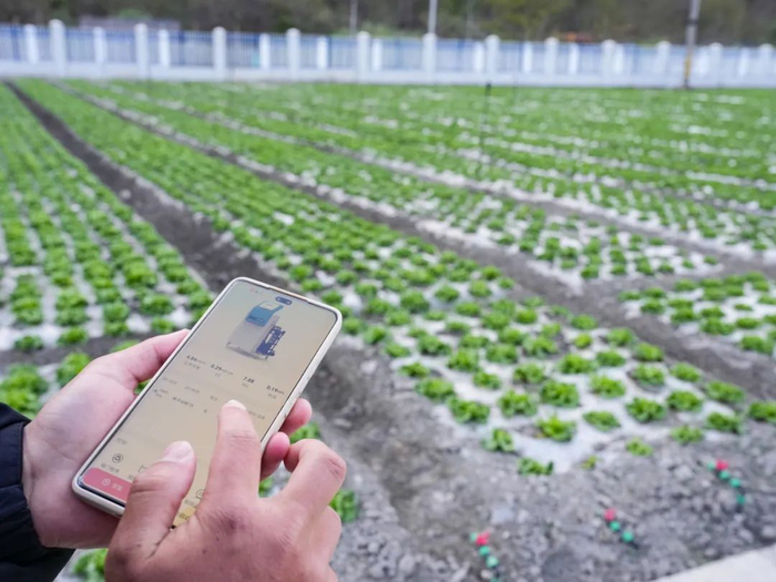 ▲4月17日，技术人员用手机操作智能水肥一体化系统为培育的生菜浇水施肥。 新华社记者 王曦摄