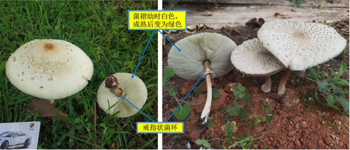 大青褶伞