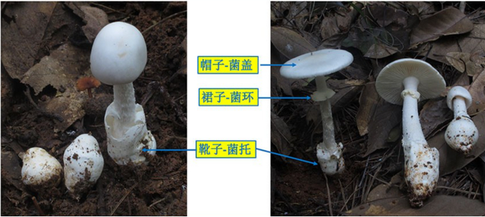 欧式鹅膏