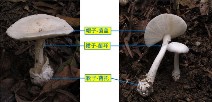 致命鹅膏