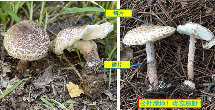 肉褐鳞环柄菇