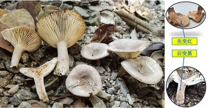 亚稀褶红菇