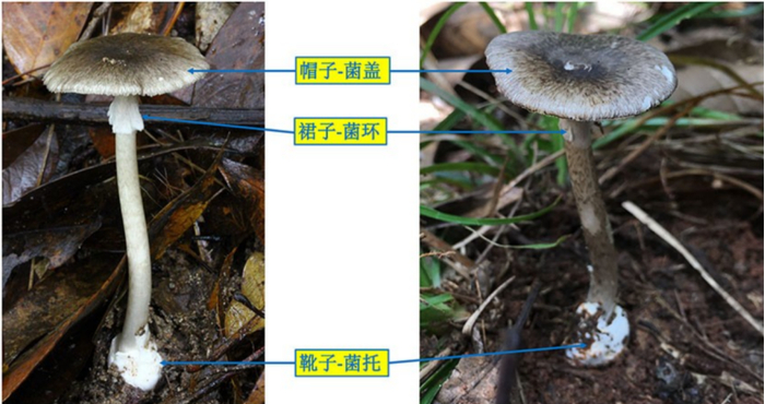 灰花纹鹅膏