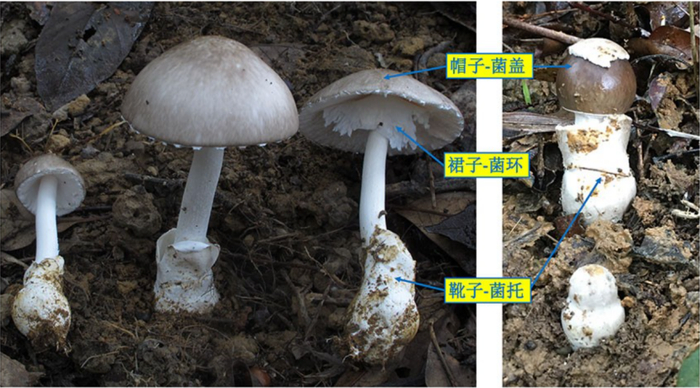 假褐云斑鹅膏