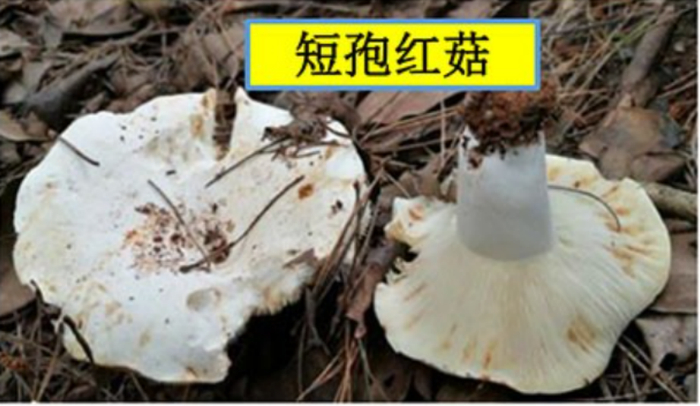 日本红菇复合群
