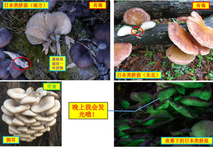 日本类脐菇