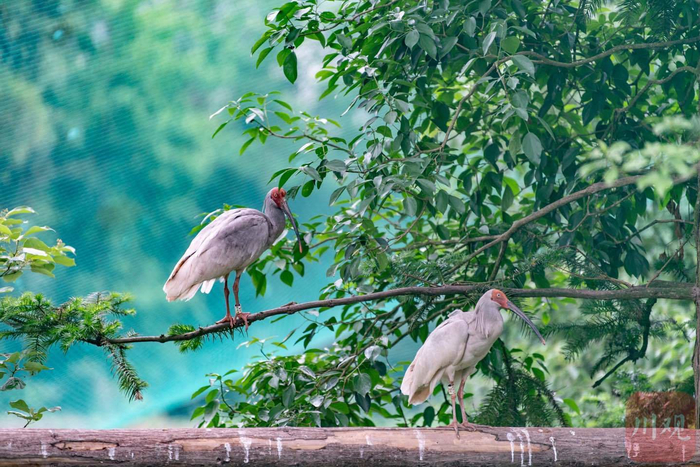 沐川朱鹮繁育中心中的朱鹮。