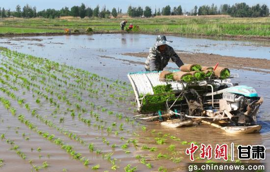 图为乌江镇的水稻种植户正在插秧。甘州区委宣传部供图