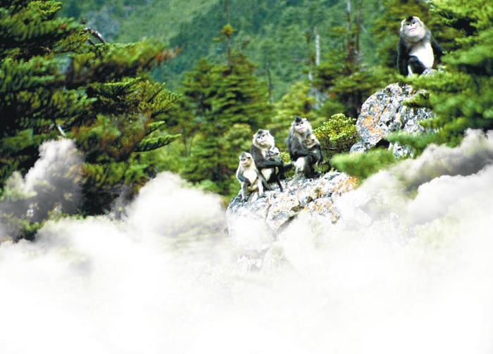 滇金丝猴 通讯员 肖林 摄