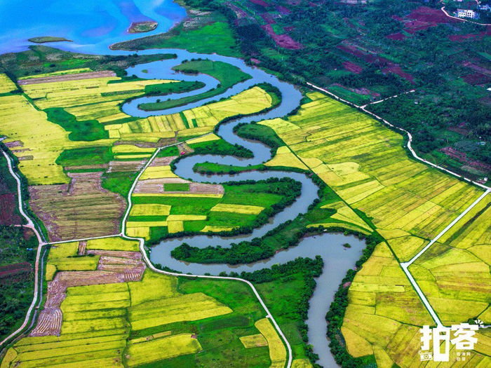 海口市云龙镇三十六曲溪湿地公园的水稻田里，农户们开始收割水稻。南海网拍客专栏摄影师 蒋聚荣 摄