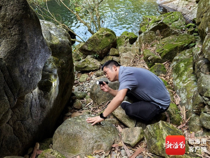 海南林业工作者周润邦在海南热带雨林国家公园霸王岭片区进行科学考察。受访者供图