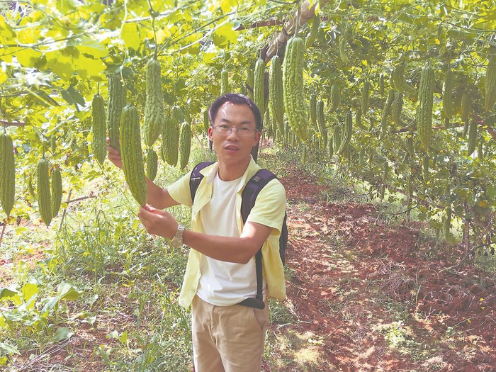     汤永强在察看苦瓜长势。  （受访者供图）