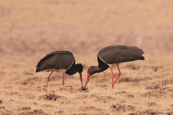 黑鹳觅食。青海省林业和草原局供图