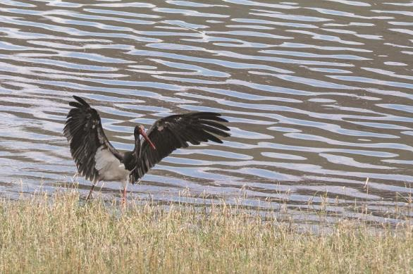 黑鹳起舞。南门峡国家湿地公园保护中心供图