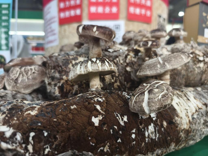 现场展示的花菇 