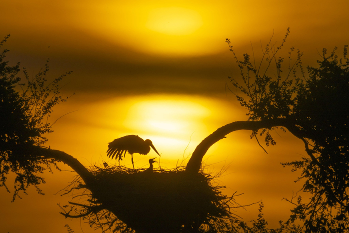 在黑龙江扎龙国家级自然保护区克钦湖，东方白鹳在晨光中哺育雏鸟