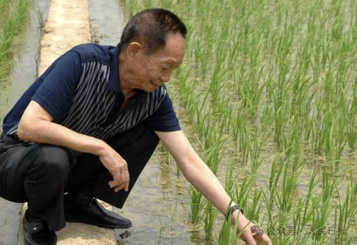 2007年5月10日，袁隆平在实验田观察水稻长势。新华社记者 赵众志 摄