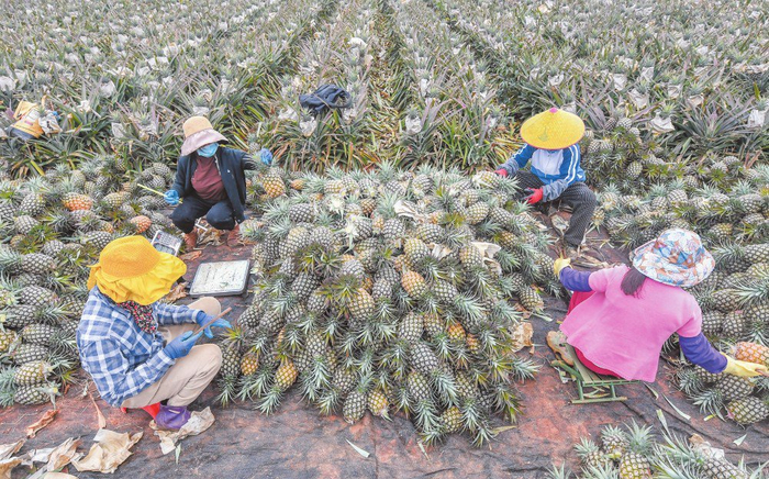 近日在美兰区大致坡镇美峰村，农户在采收凤梨。海口日报记者 孙士杰 摄