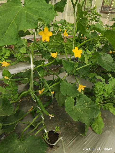 水果黄瓜改造后生长情况