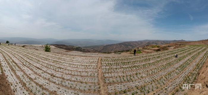 嘴头乡万亩高山农业种植示范基地（央广网发  武山县委宣传部供图）