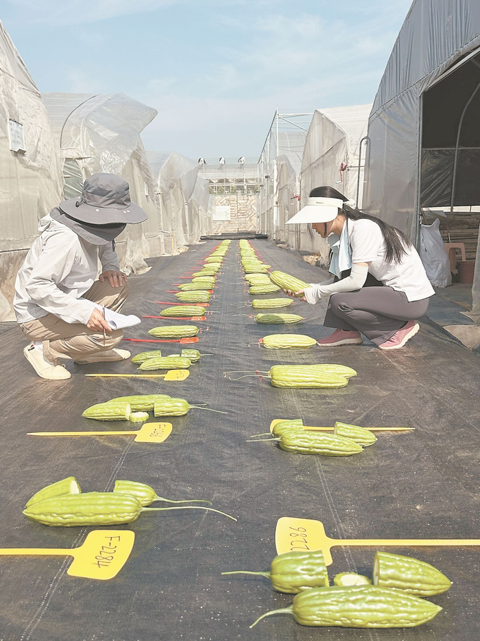 农运来公司科研人员正在对不同苦瓜品种进行测评。（受访者供图）