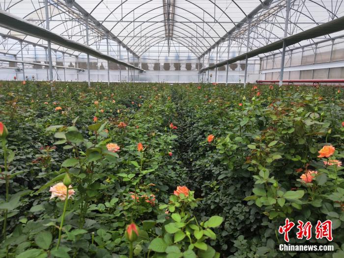    楚雄州姚安县的“明星”花卉品种“金辉”。刘越 摄