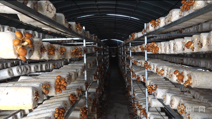 设施食用菌生产基地（央广网见习记者  寇刚  摄）