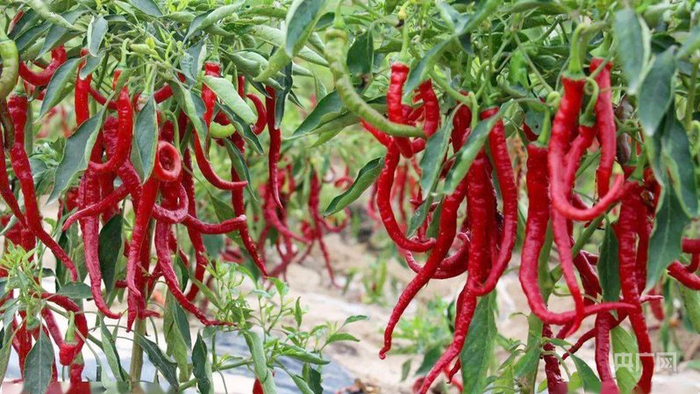 甘谷辣椒（央广网发  甘谷县委宣传部供图）