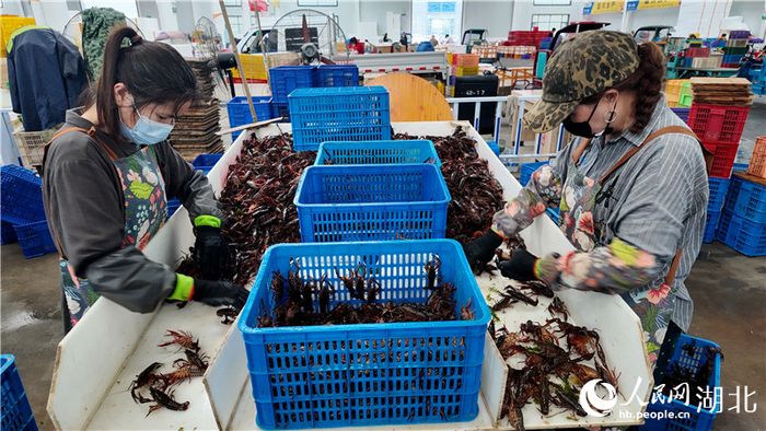 “虾嫂”们正在分拣。人民网记者周雯摄