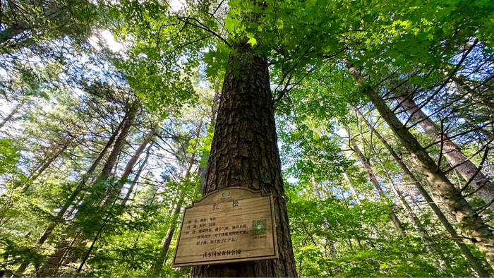 伊春溪水国家森林公园高耸入云的红松（央广网发  刘夏  摄）