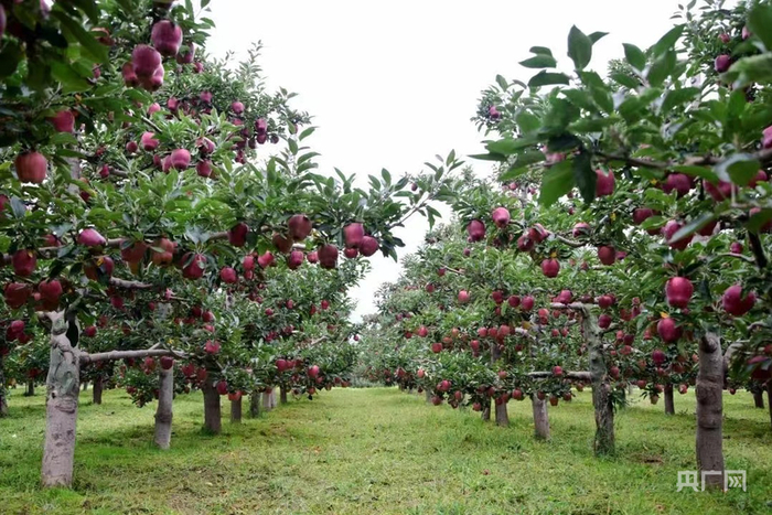 红彤彤的花牛苹果挂满枝头（央广网发  麦积区委宣传部供图）
