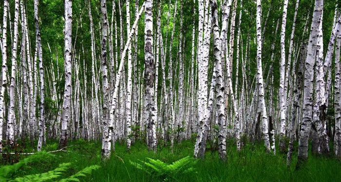 白桦树林资源丰富（央广网发  伊春市委宣传部供图）