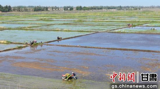 图为张掖市甘州区乌江镇水稻种植。甘州区委宣传部供图