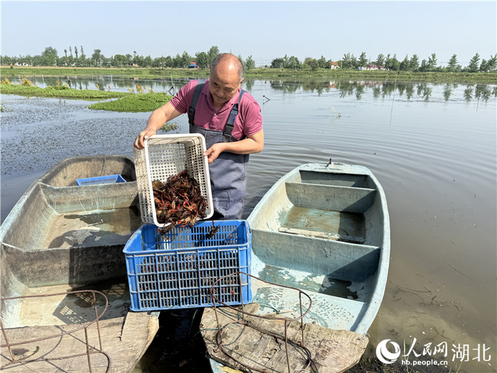 郑培昌正在塘里捞虾。人民网记者张隽摄
