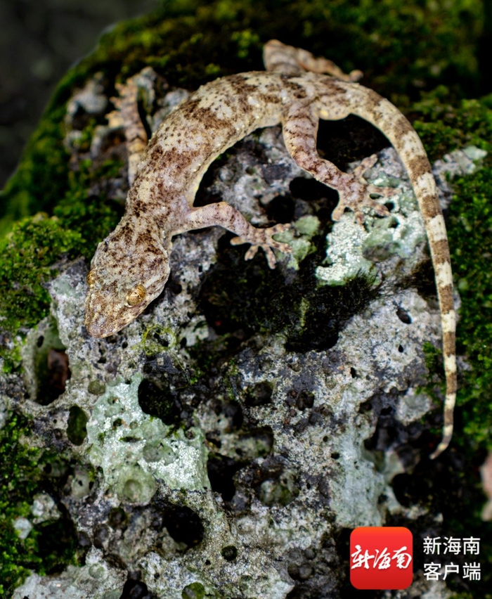 壁虎属新物种——自然保护地壁虎。受访者供图