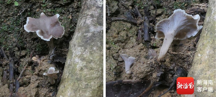 在海南五指山发现的新物种：白边喇叭菌。曾念开 摄