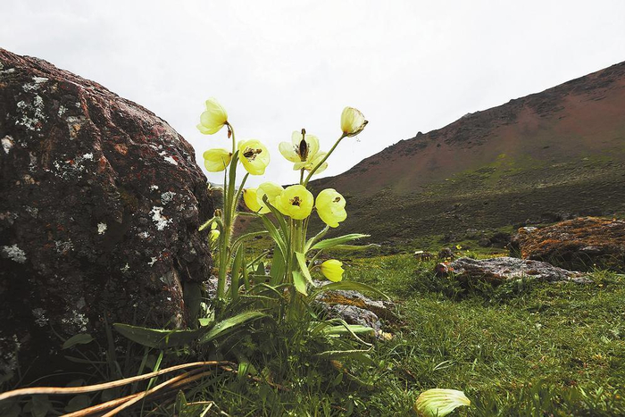 横断山绿绒蒿 记者 黄兴能 摄