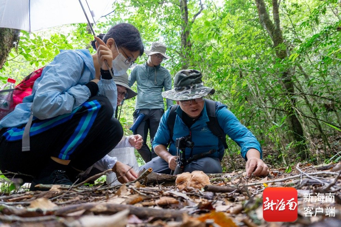 海南师范大学生命科学学院教授、热带岛屿生态学教育部重点实验室副主任曾念开带领团队开展大型真菌调查。受访者供图